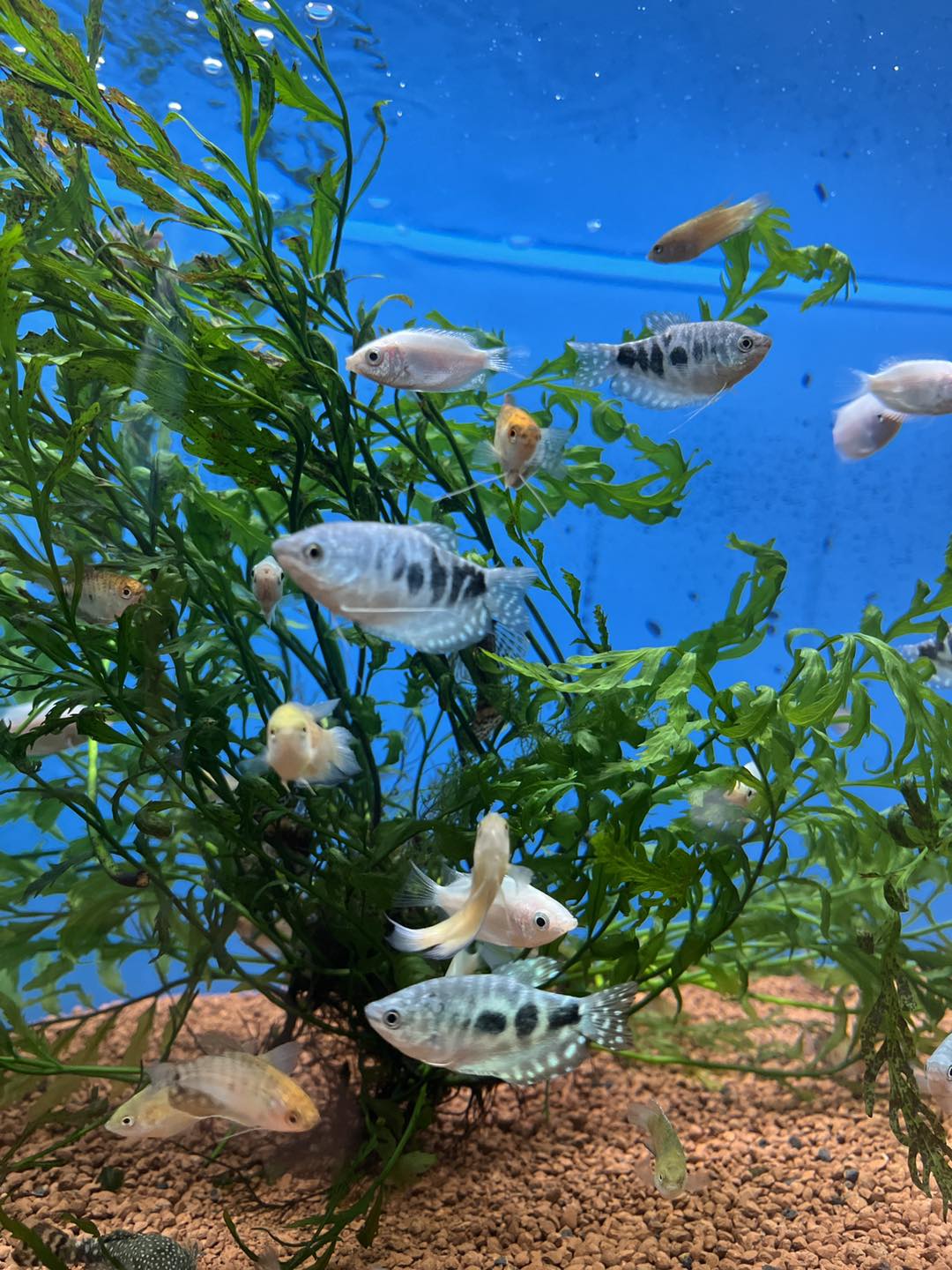 akvaristika